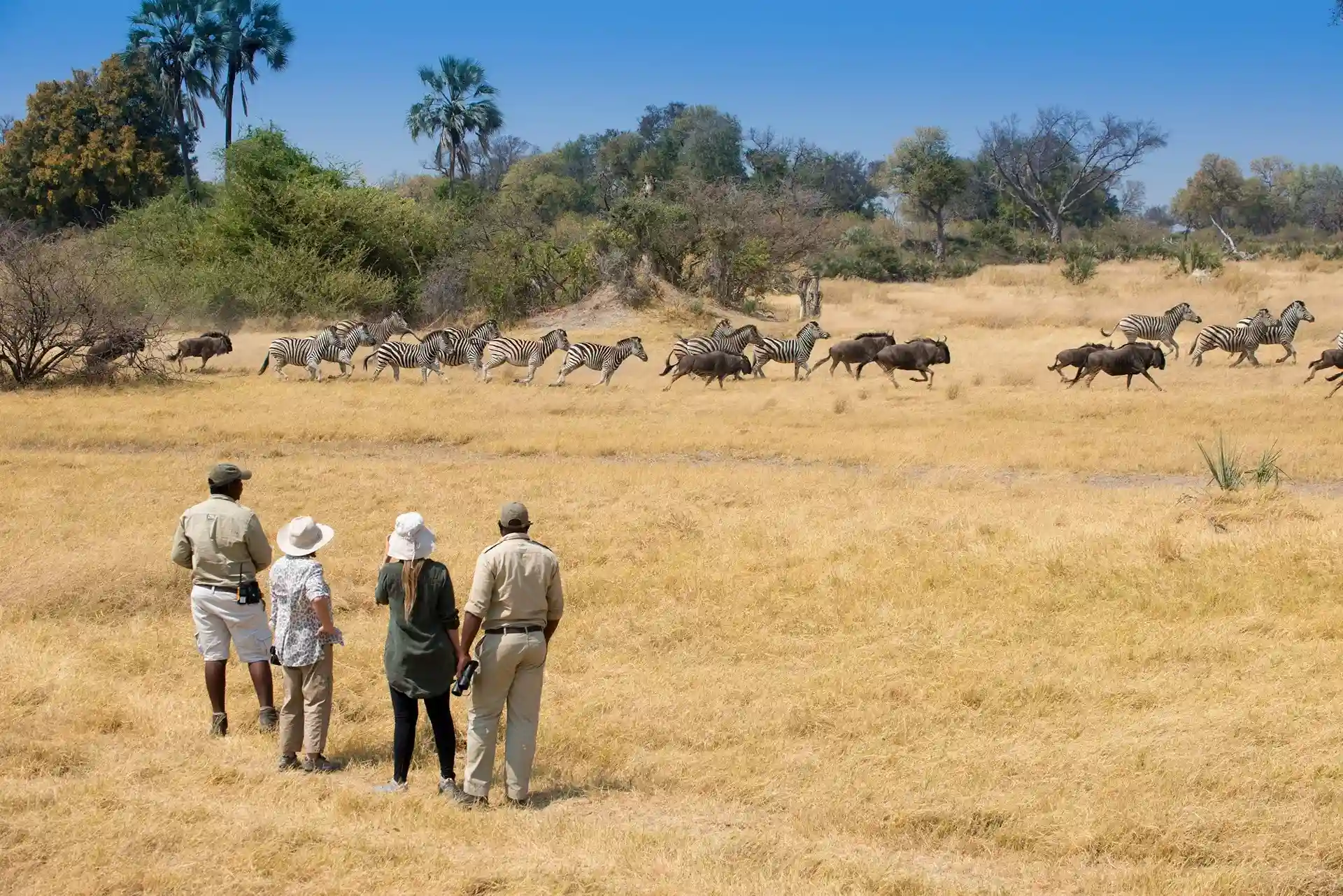 en Okavango los turistas van a poder disfrutar de una increíble vista junto a los guías