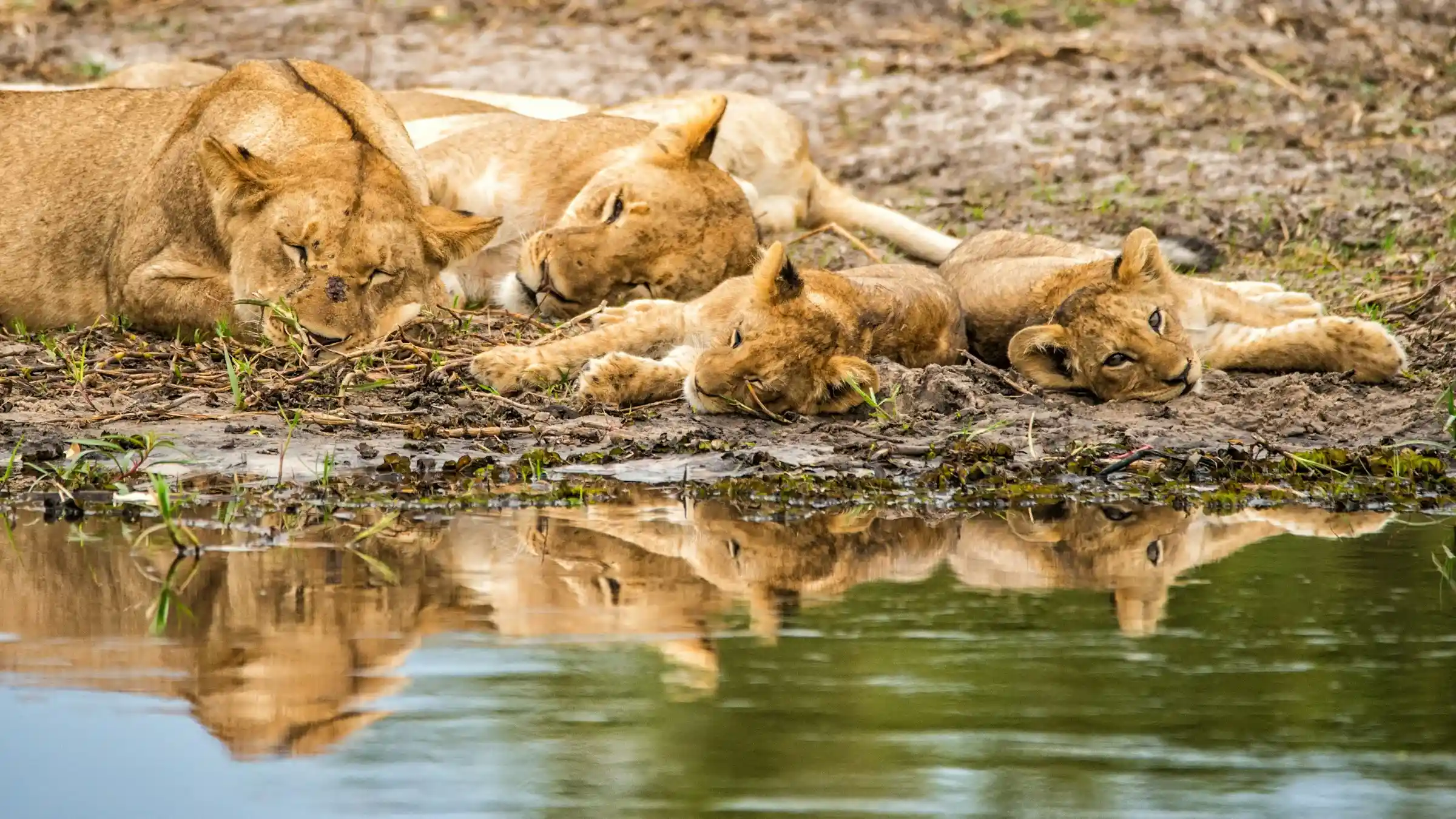 leones en su habitas natural