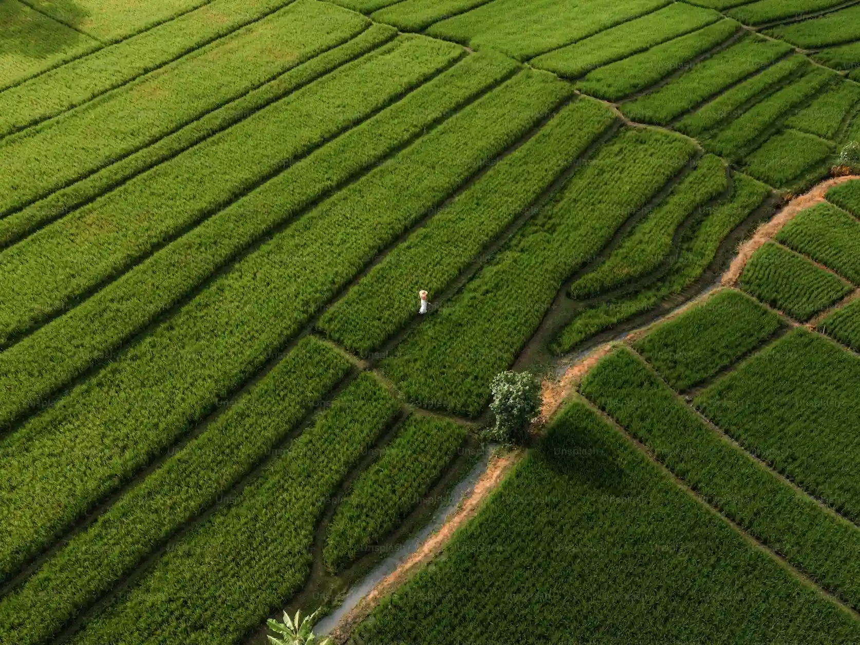 turista recorriendo los caminos rodeados de zonas verdes en indonesia.