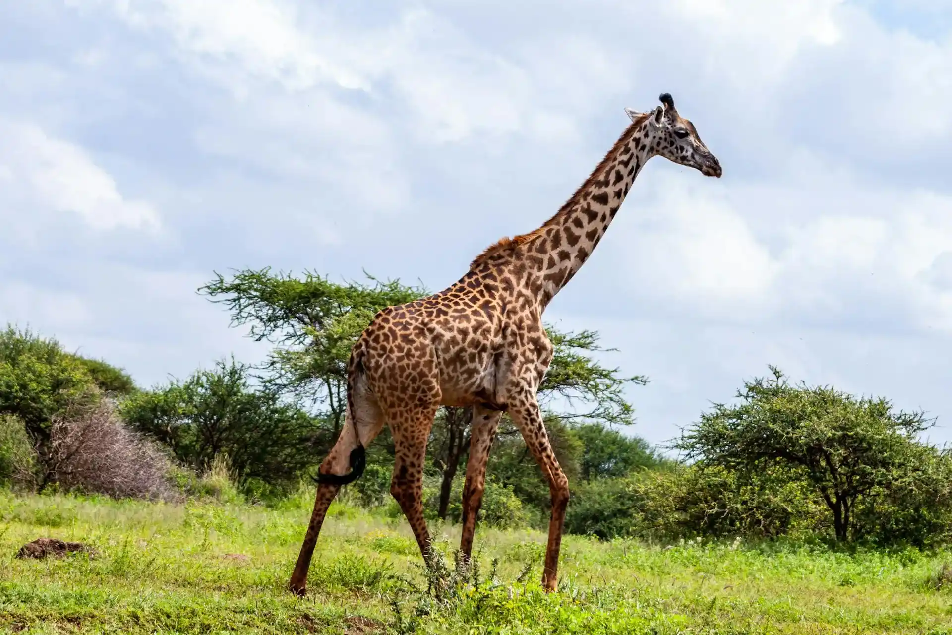 jirafas en uno de los safaris