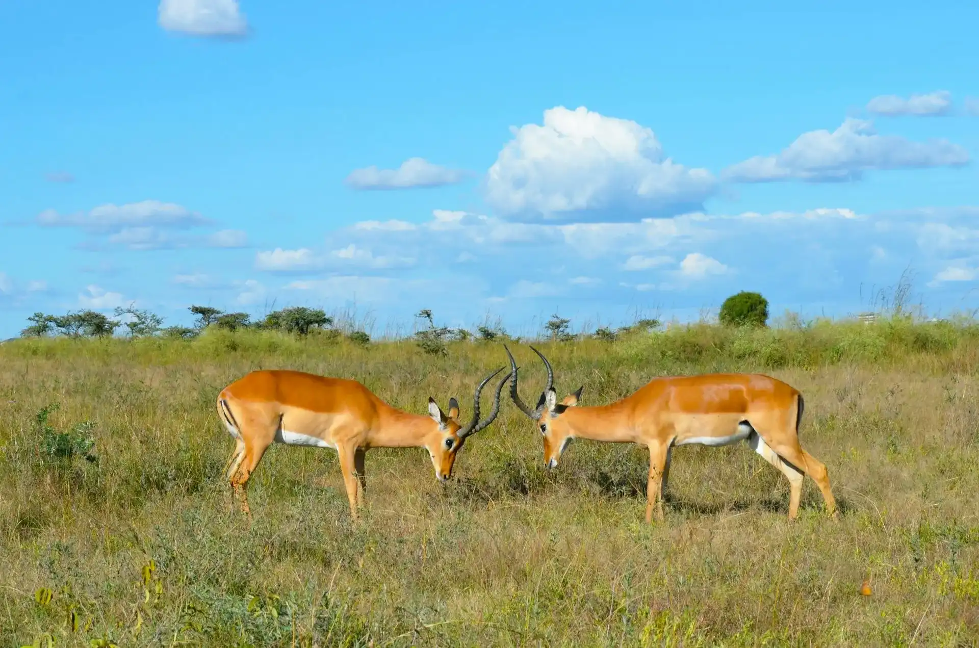 en kenia vas a poder ver impalas en su habitas natural