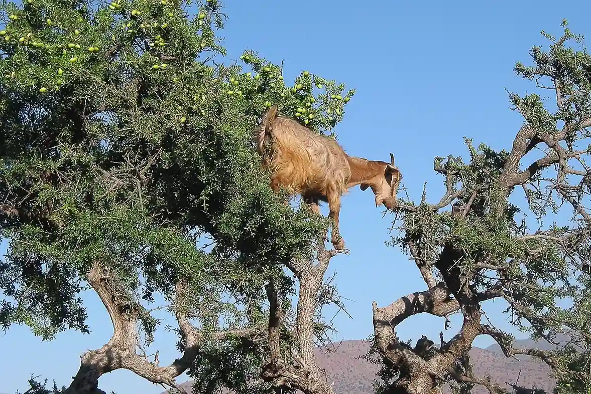 cabra encima de un árbol en marruecos