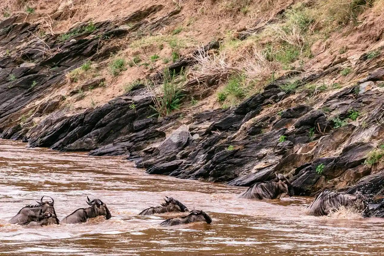 ñu azul en las aguas de la tierra de samburus