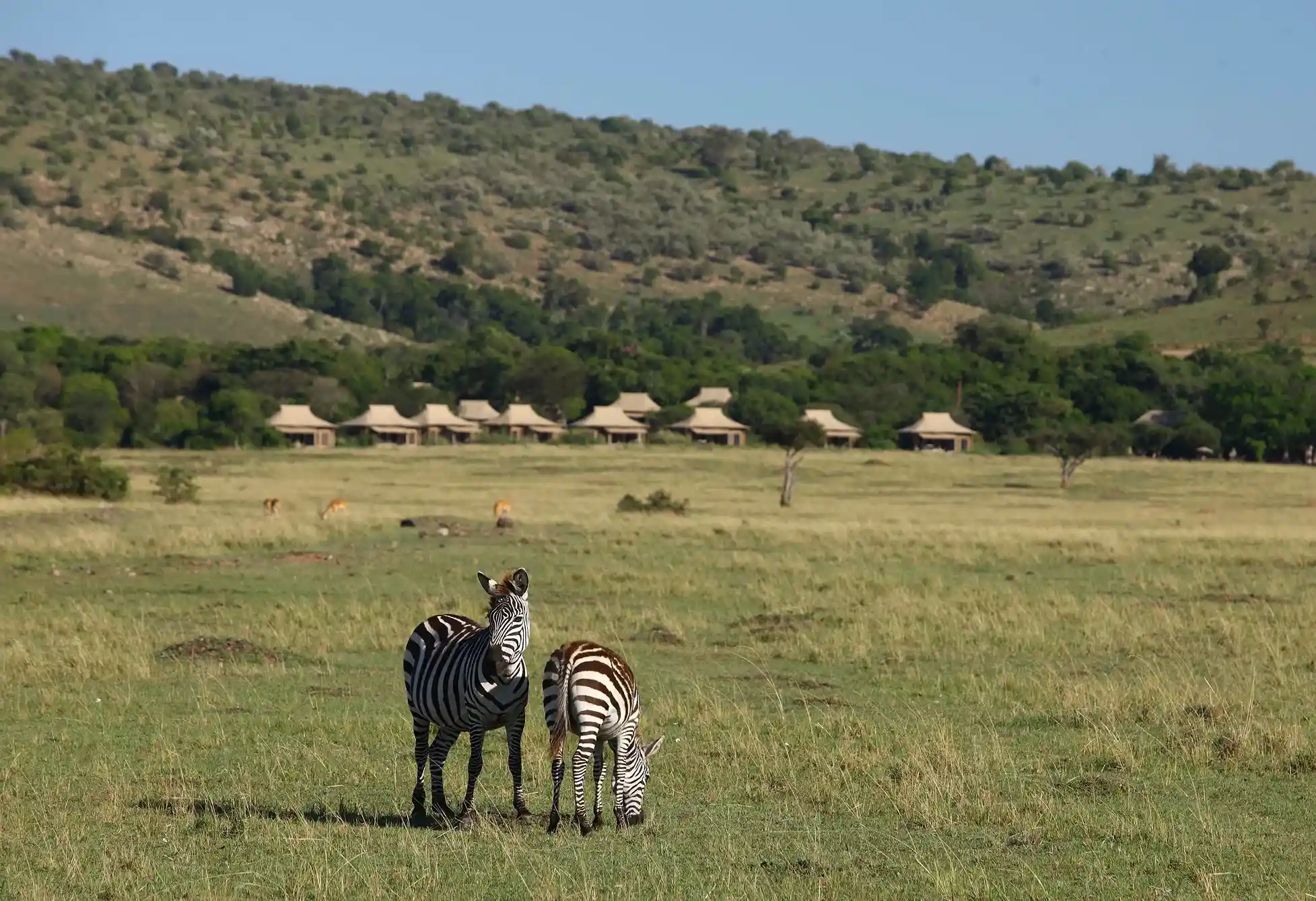 Con Journale descubres Kenia, donde vas a poder observar las cebras, mientras disfrutas de una impresionante vista de las montañas en la tierra de los Samburus.