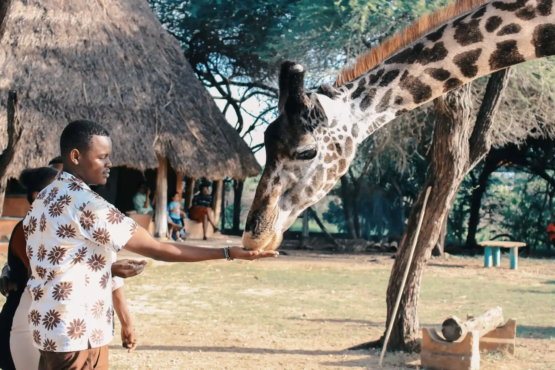 turista dando de comer a las jirafas en samburus