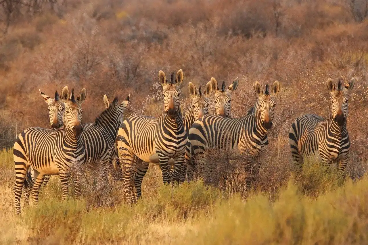 cebras en safari Majestic