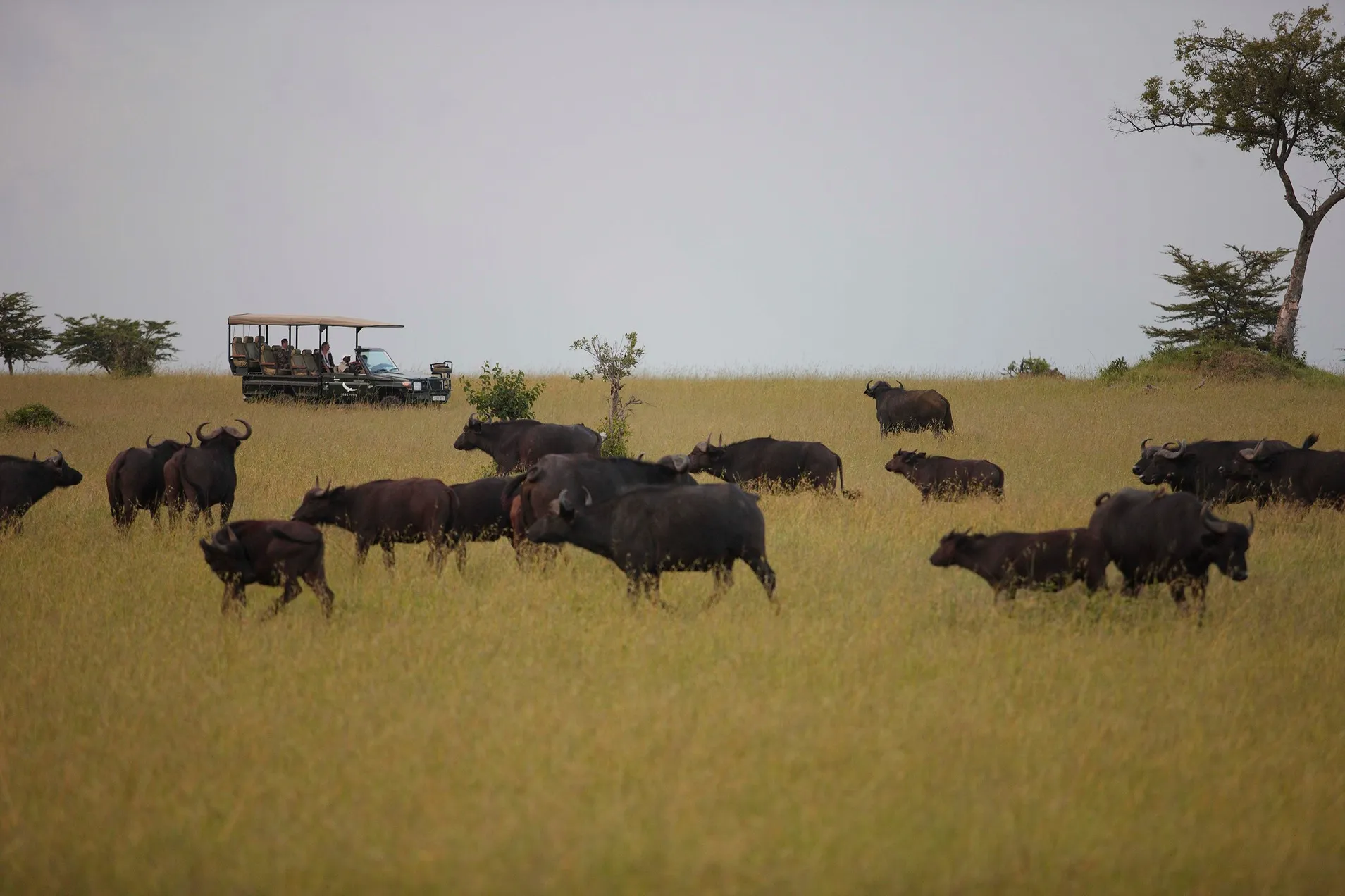 turistas recorriendo el habitad de los bisontes en safari Majestic