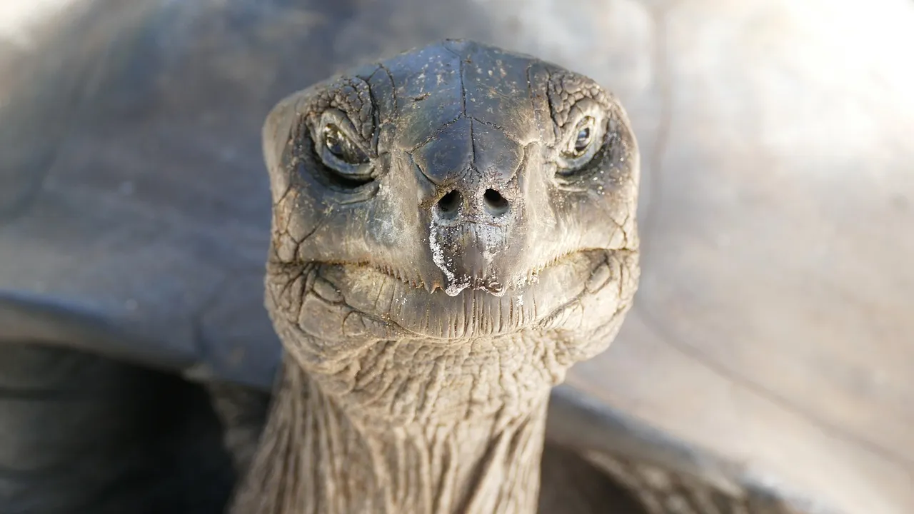tortuga en la isla Seychelles