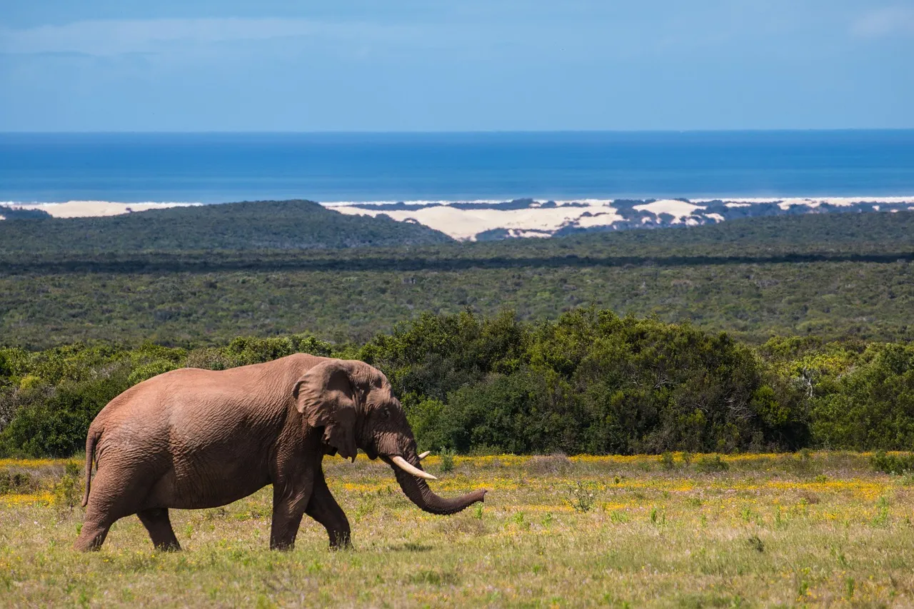 journale te invita a visitar los safari donde puedes ver elefante caminando en su habitad en Sudáfrica una aventura safari