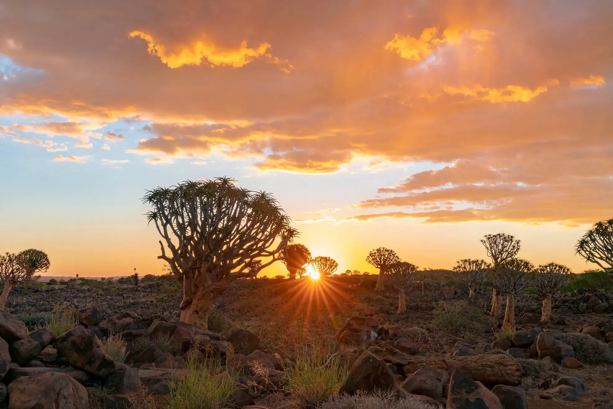 vista de arboles en el desierto Sudáfrica