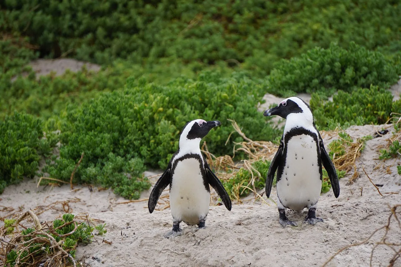 en Sudáfrica puedes ver pingüinos en la playa de boulders beach