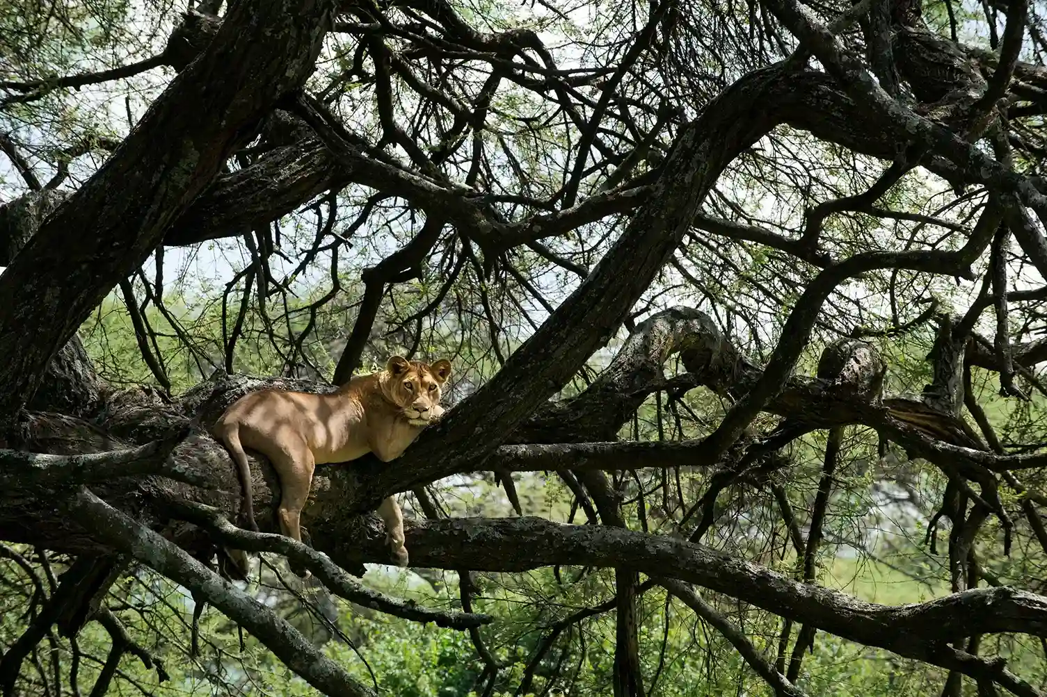 leon encima de un árbol hermosa vista que vas a poder ver en el safari