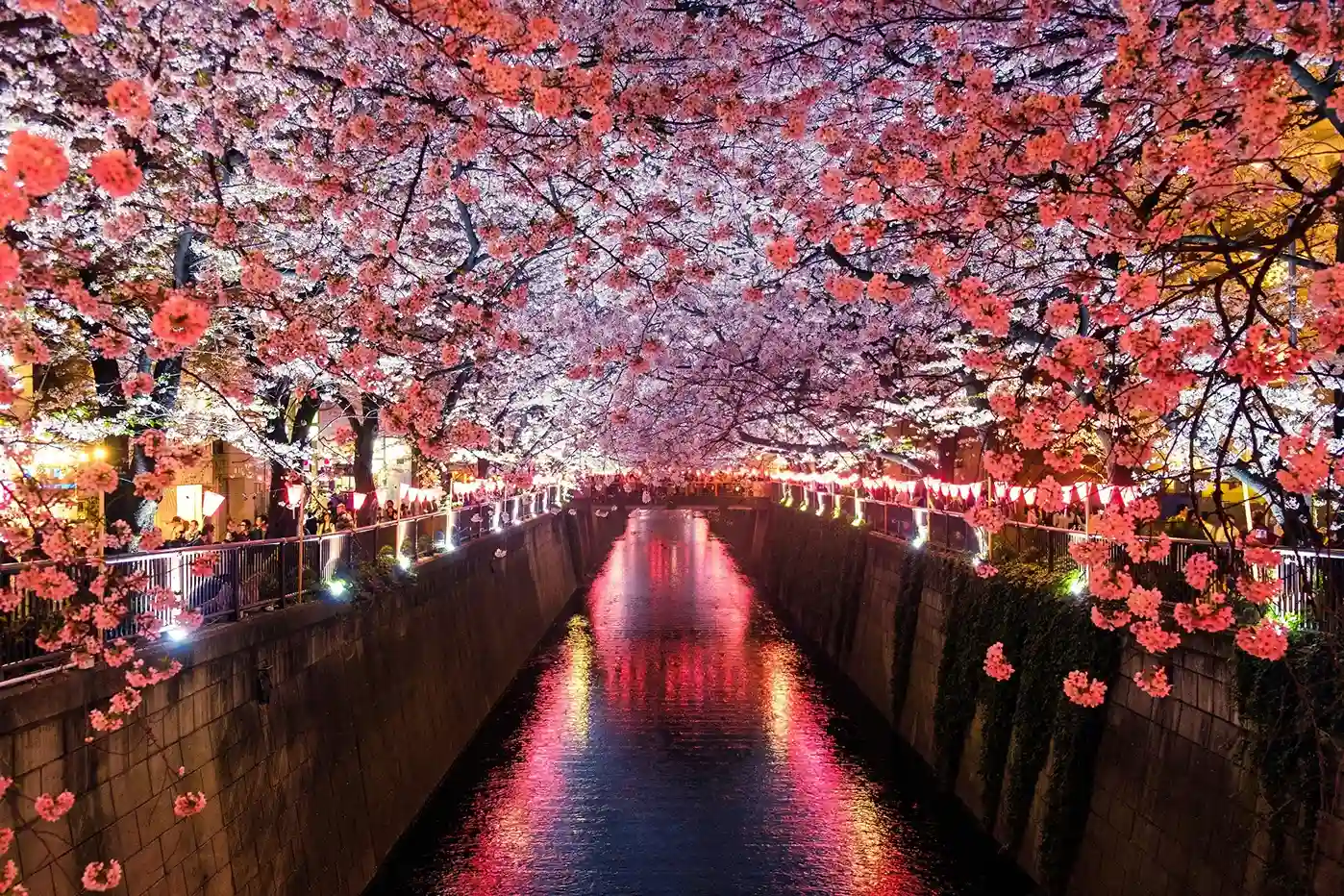 árbol de cerezo rodeando el rio en la ciudad de Tokio