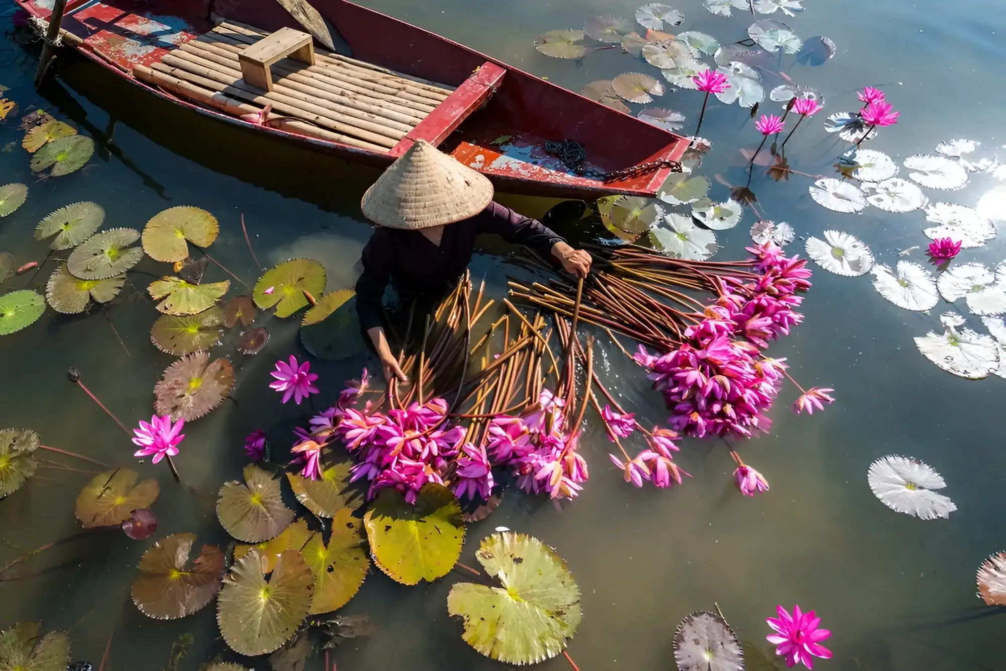 mujer en el agua recogiendo flores en su canoa