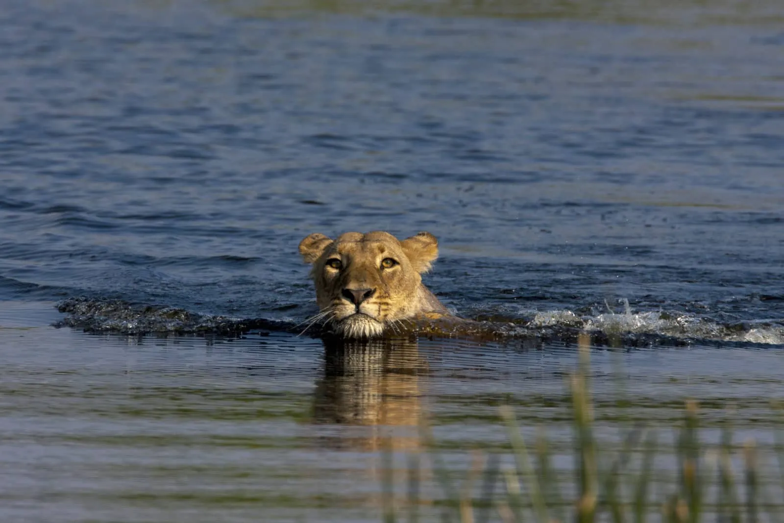 león en el agua en el zafarí