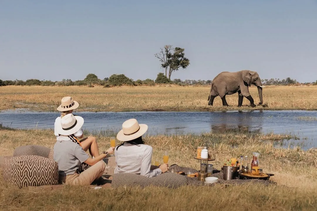 turistas sentados viendo pasar un elefante en el zafarí
