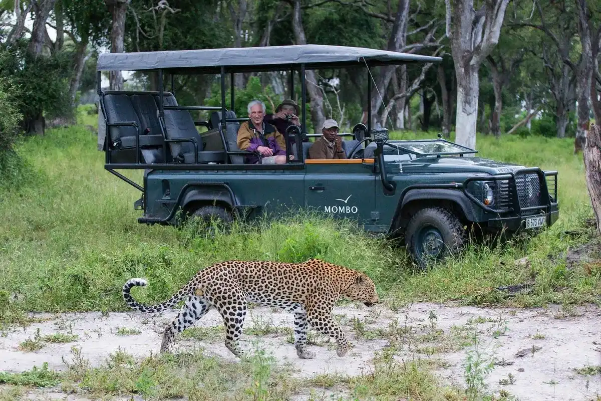 turistas en en el recorrido por el safari tomándole foto a un leopardo en su habitad natural