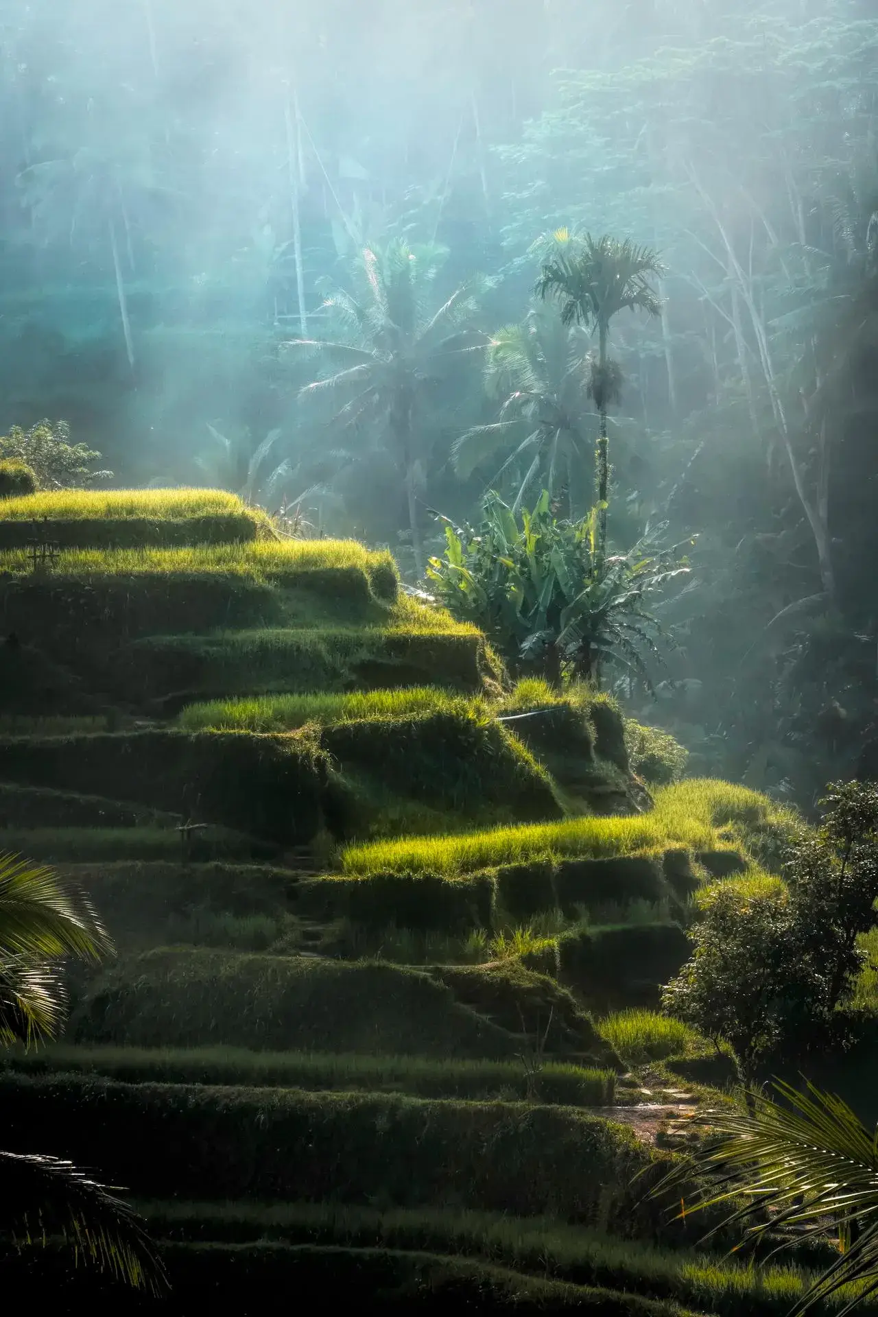 palmas y mas de la naturaleza en indonesia