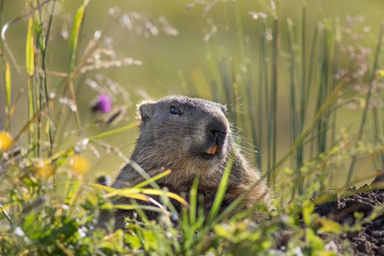 marmota disfrutando de los prados verdes de Austria.