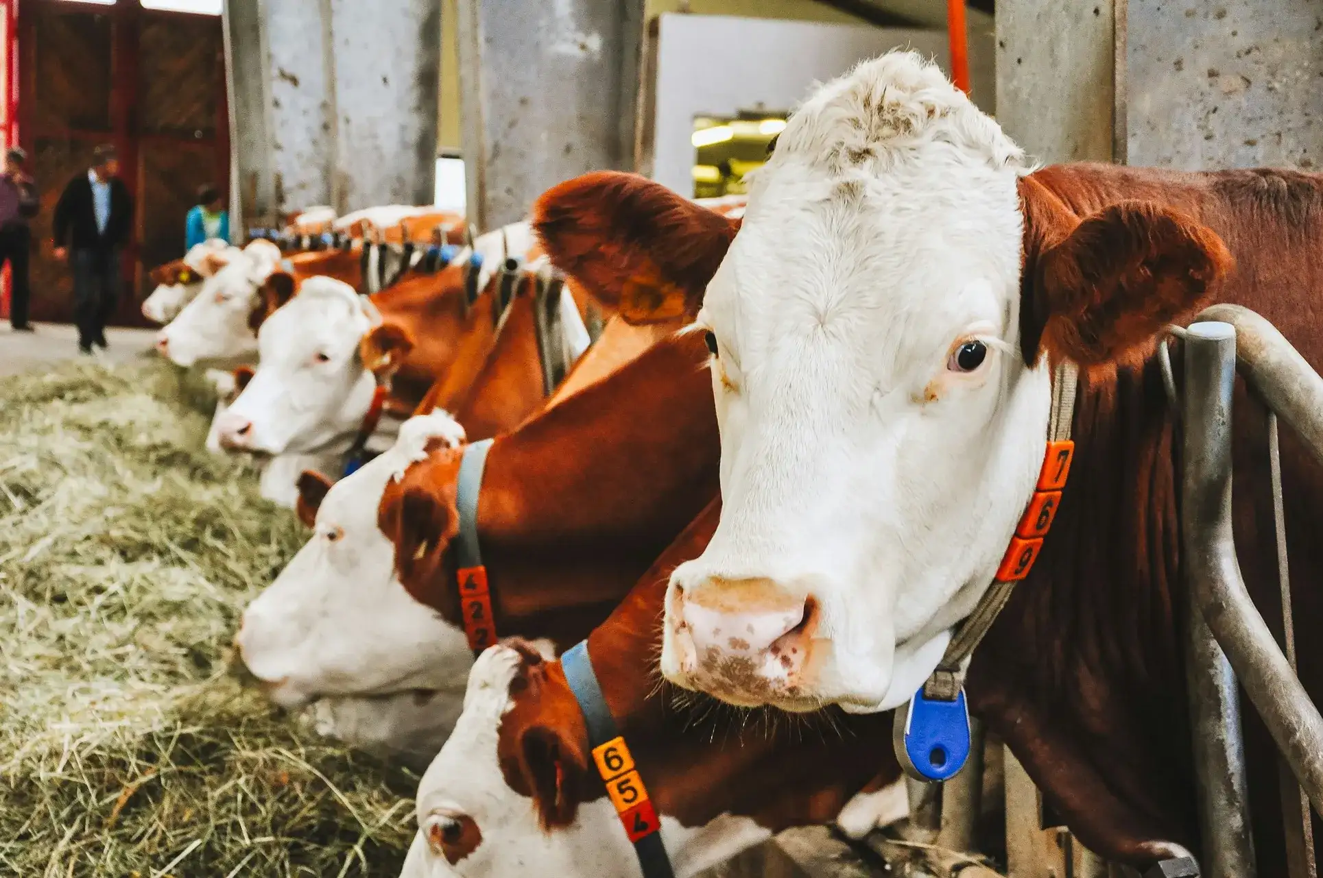 Ganado de vacas alimentándose de paja en un entorno rural, rodeado de campos verdes.