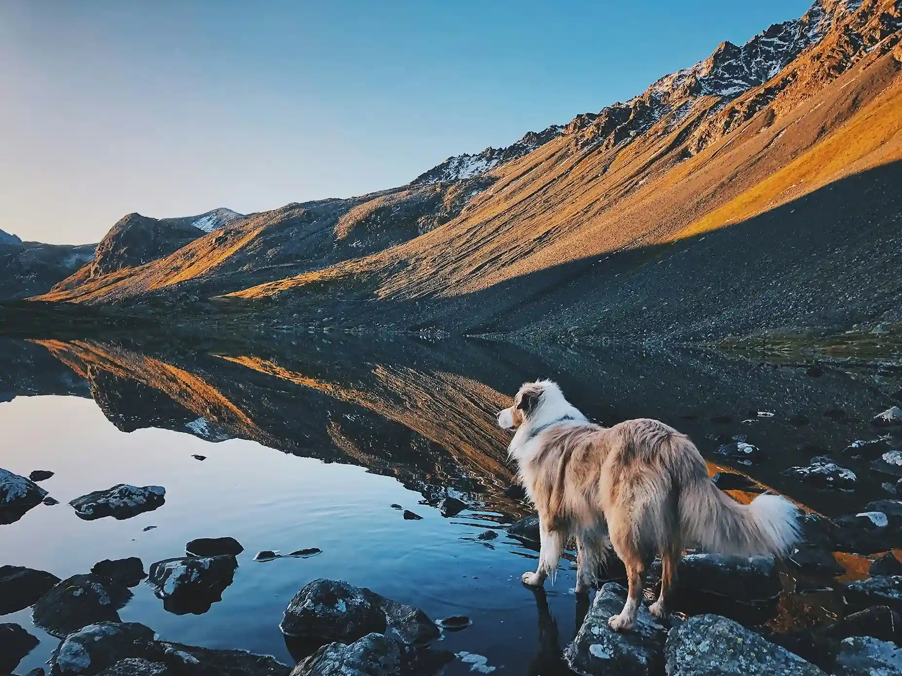 Un perro recorriendo las montañas de Austria, explorando los terrenos rocosos.