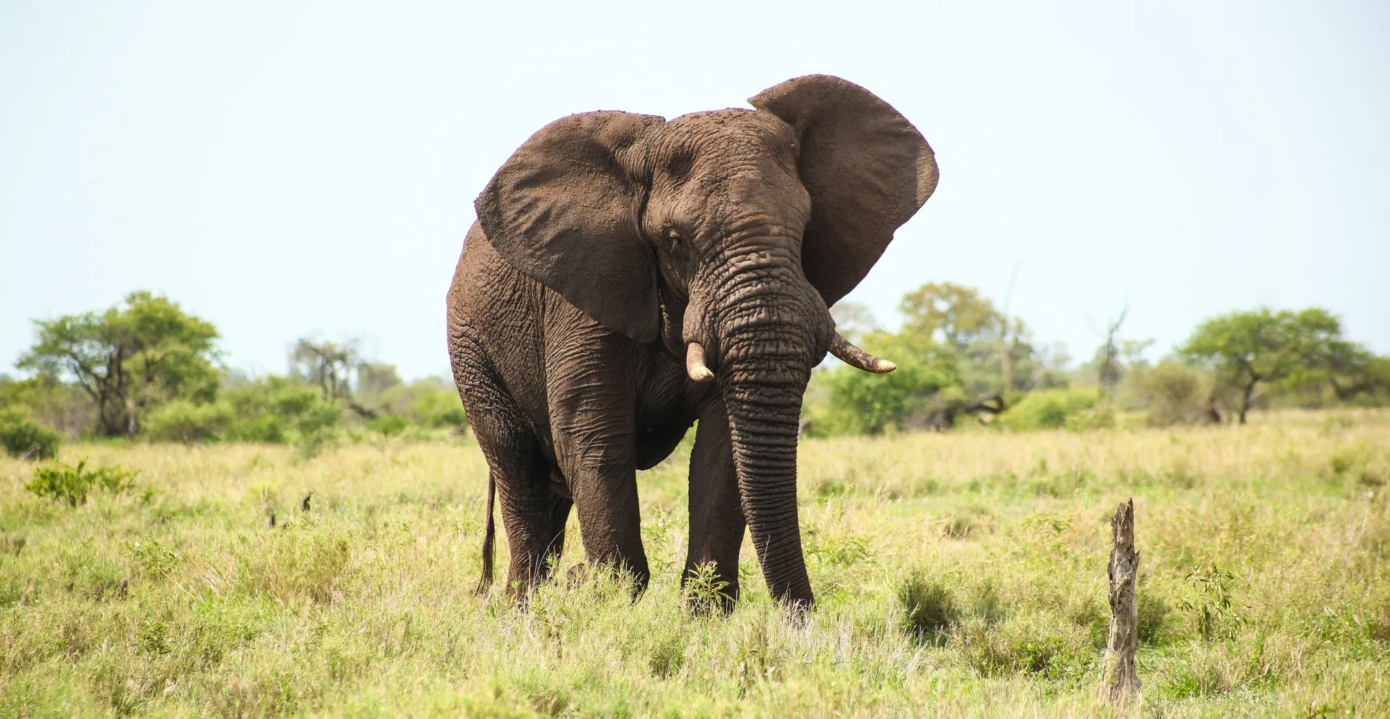 elefante en su habita natural en el safari