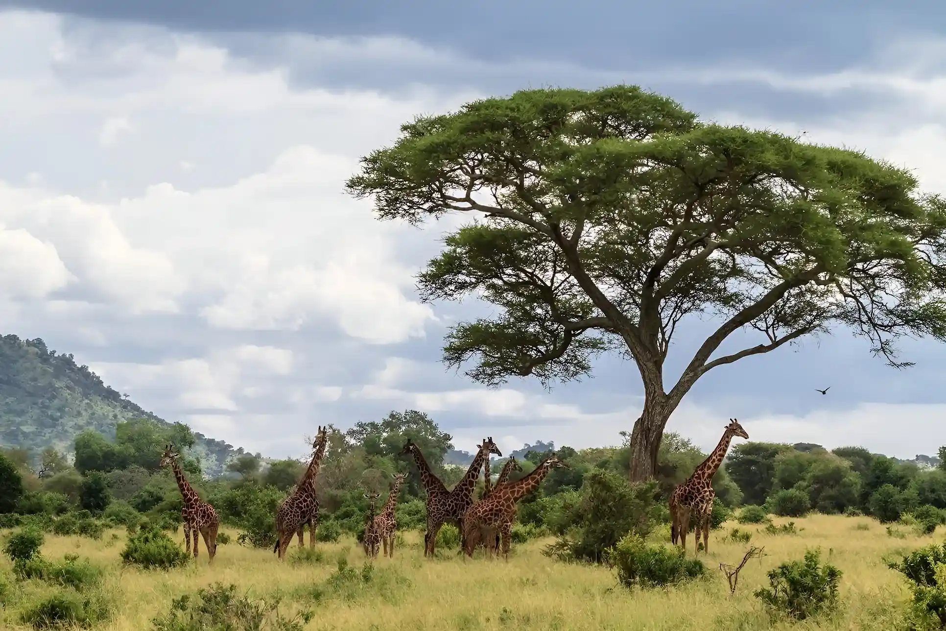 grupo de jirafas en medio de la zona verde rodeada de arboles