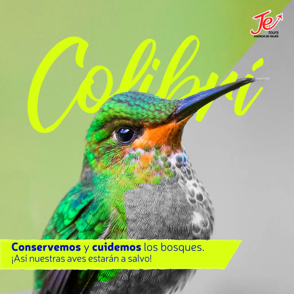 cuidar-a-los-colibries-je-tours.webp
