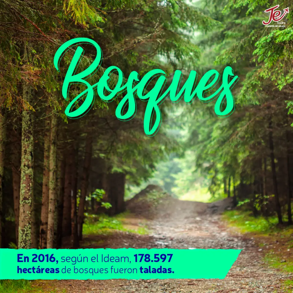 cuidar-los-bosques-je-tours.webp