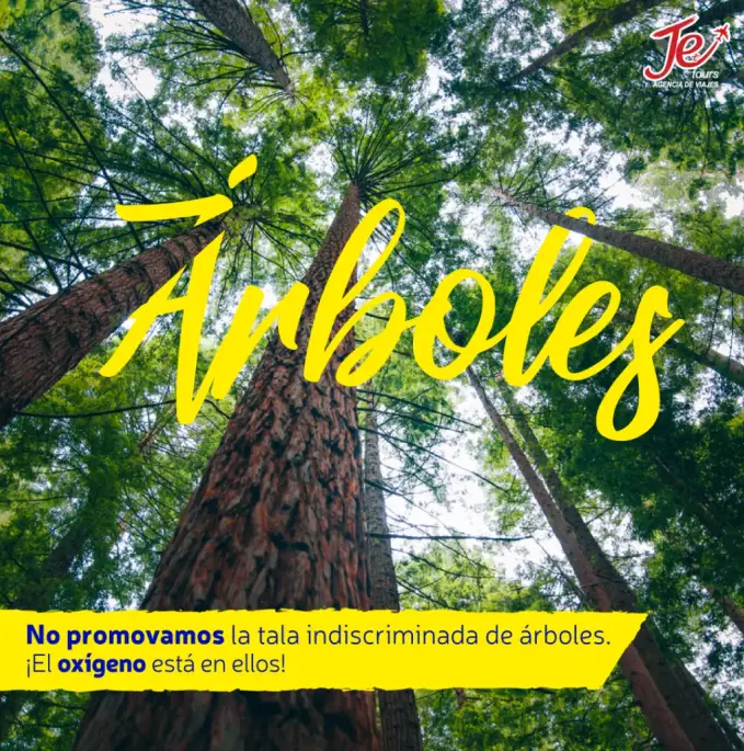 tala-de-arboles-consecuencias-je-tours.webp