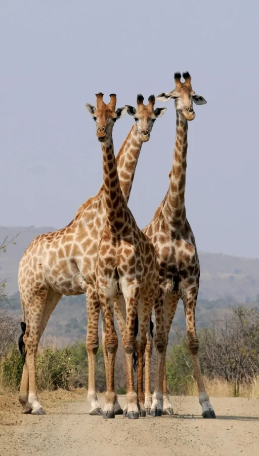 en África, donde puedes ver jirafas caminando libremente por la sabana.